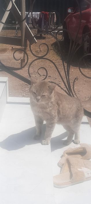 Отдам кота бесплатно