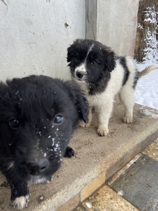 Cateluse  pentru adoptie