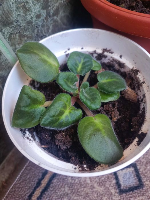 Стайна теменужка и авокадо