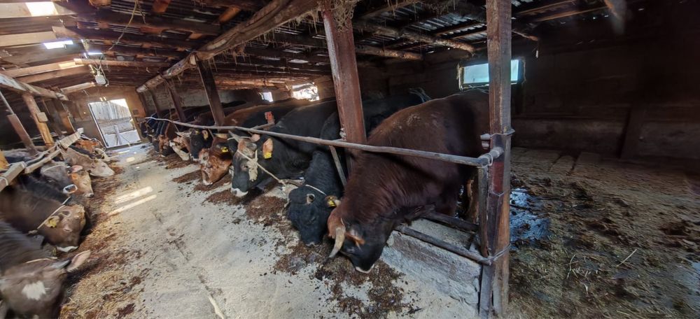 Бұқалар сатылады (2-2,5 жас) стояк быки