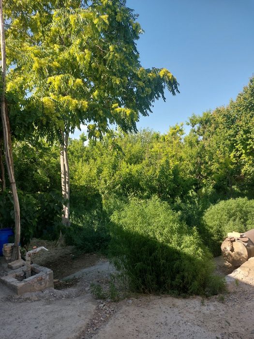 Когон тумани Сиёз поён кишлогида 26сотихли катта ховли сотилади