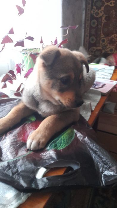 Щенок собака девочка 2 месяца,очень добрая ,уличная.