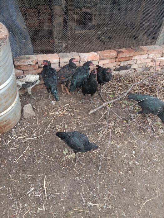 Баецовы тауыктар