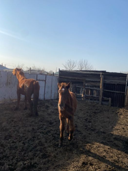 Бие мен тайлар откормда