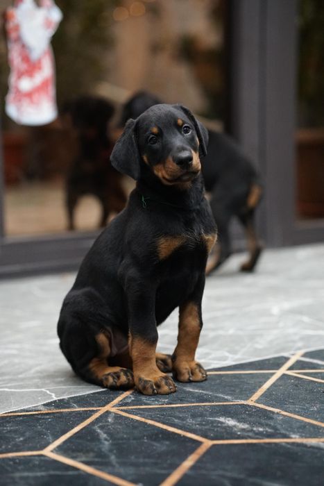 Продам щенков добермана