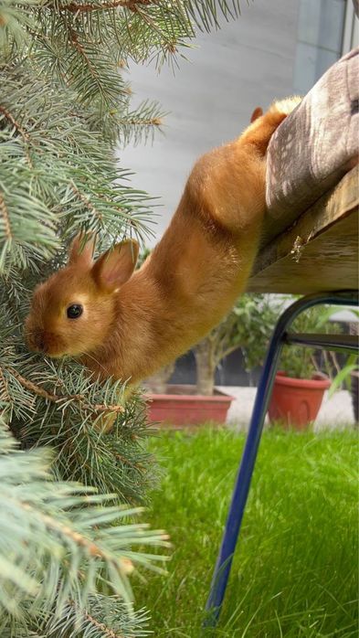 Кролики элитной породы