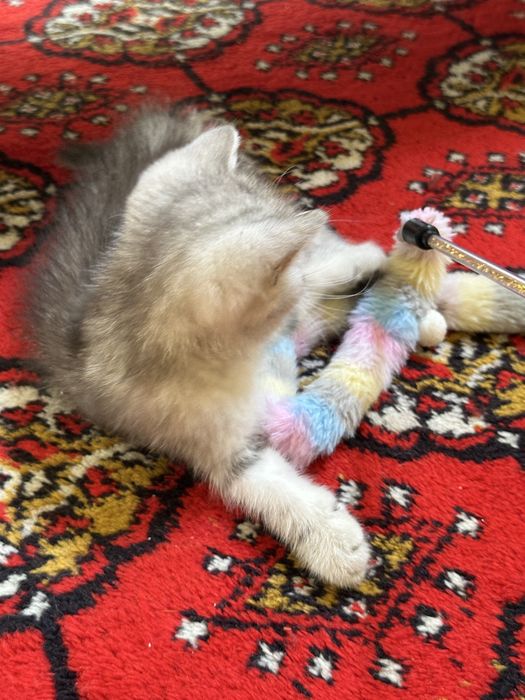 Очаровательный котонек британской шиншиллы, brintanskiy shinshilla