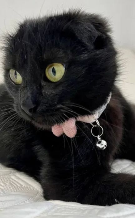 Шотландский вислоухий короткошерстный