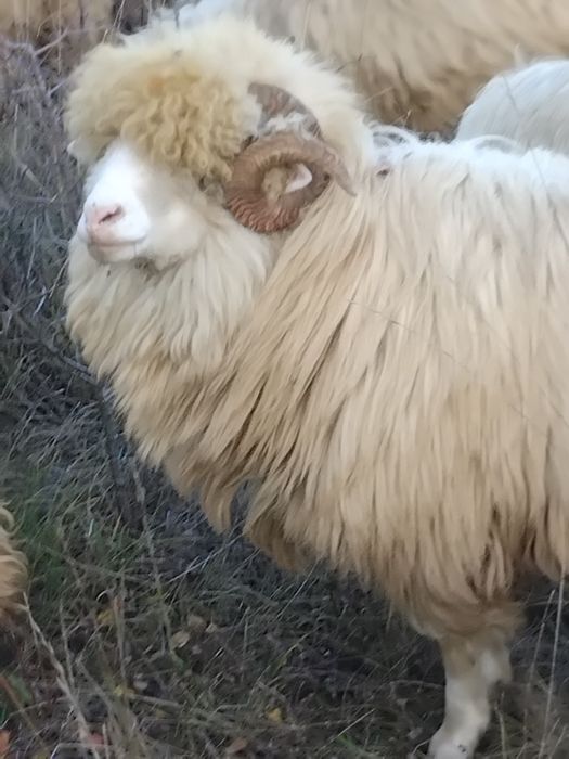 Vând 5 berbeci cu origine