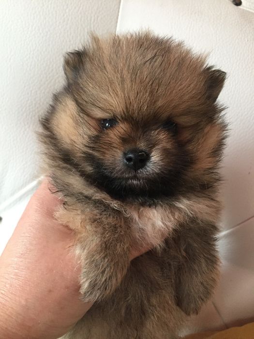 рыжие и белые шпицушки