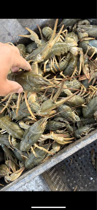 Живой рак свежий