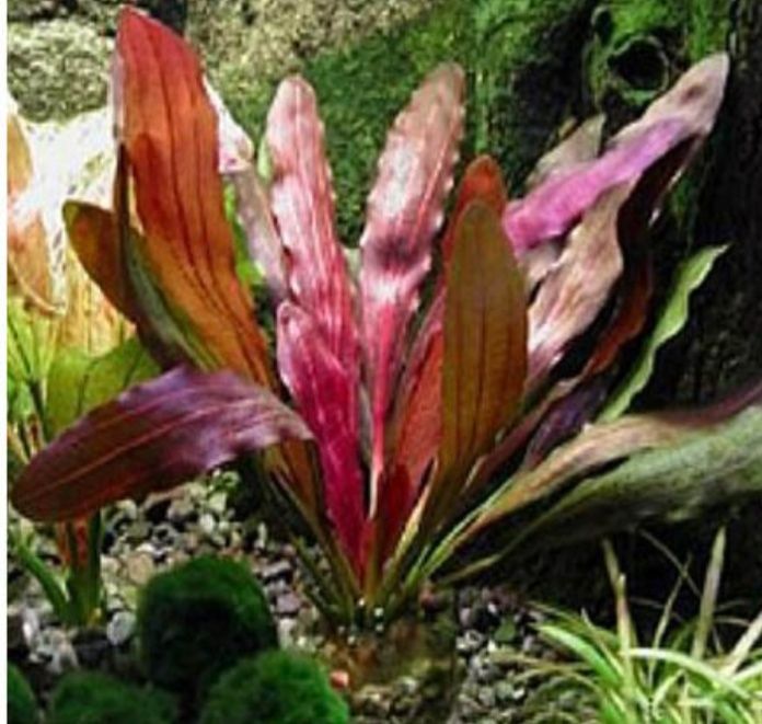 Аквариумные растения