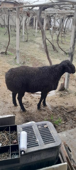 Yem yep turgan qoʻzi qoʻchqorlar sotiladi