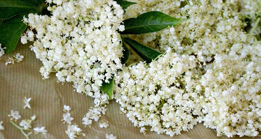 Бъз - Бял   Разсад