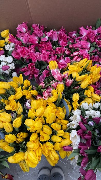 Тюльпан оптовым ценам и в розницу