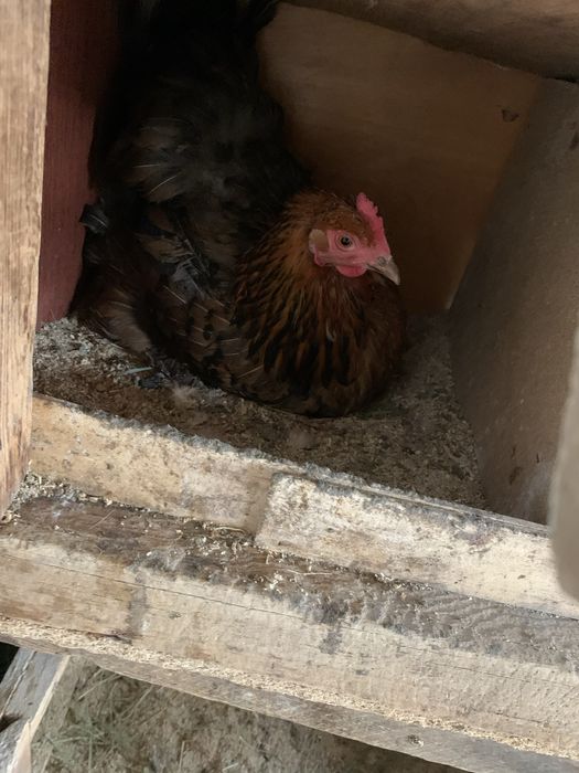 Прадается Куры Квочки молодые