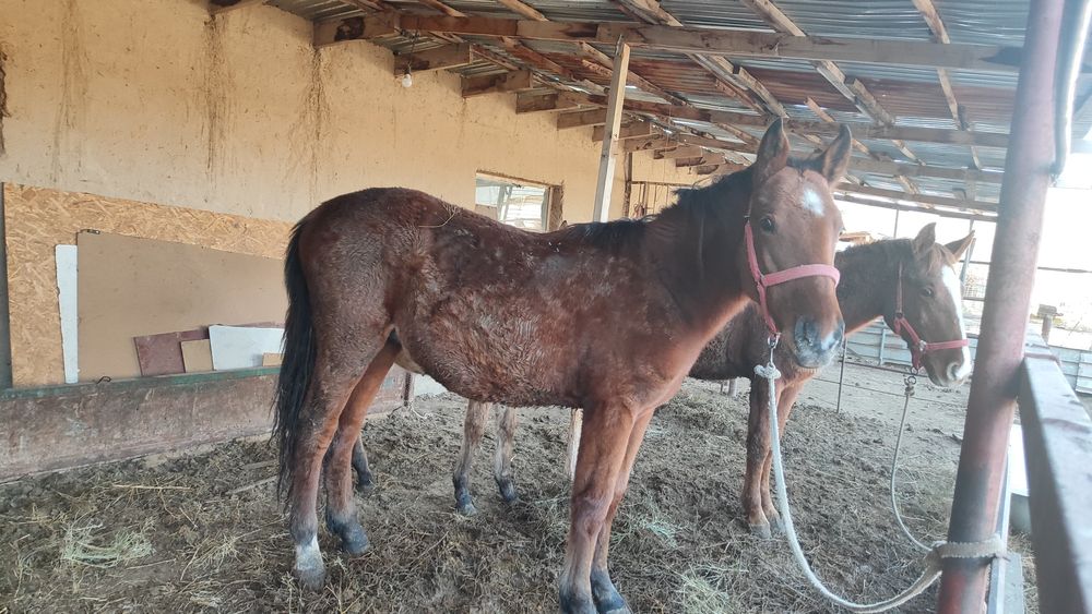 Продам кунан тай жылкы