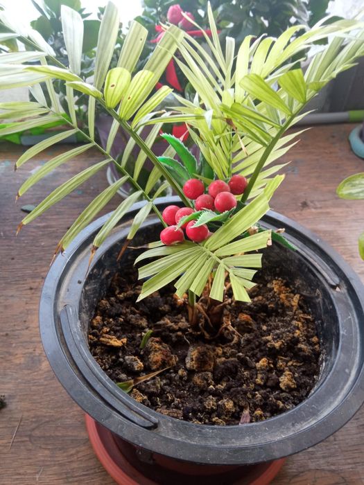 Гулдер неше турли