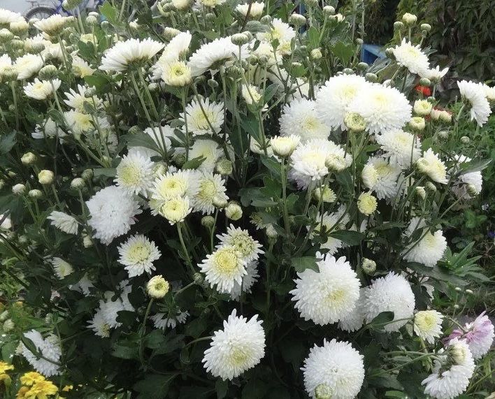 Хризантемы садовые цветы