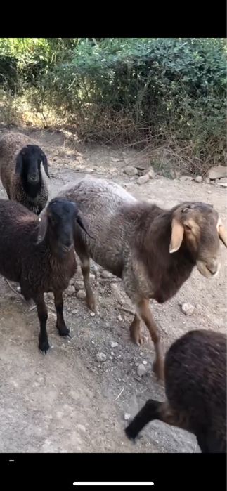 Қўй ва қўчқор 4 та сотилади зўр боқилган ўзимиз учун