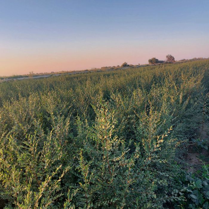 Yashil makon loyihasi uchun turli xildagi mevali manzarali daraxtlar