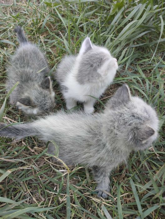 Котёнок ищет друга