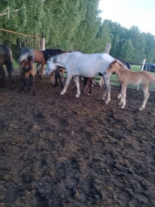 Продам кобыл с жеребятами