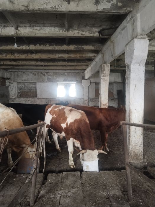 Продам быков откормленные