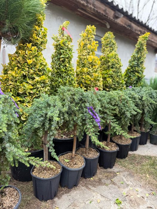 Plante ornamentale calitate premium