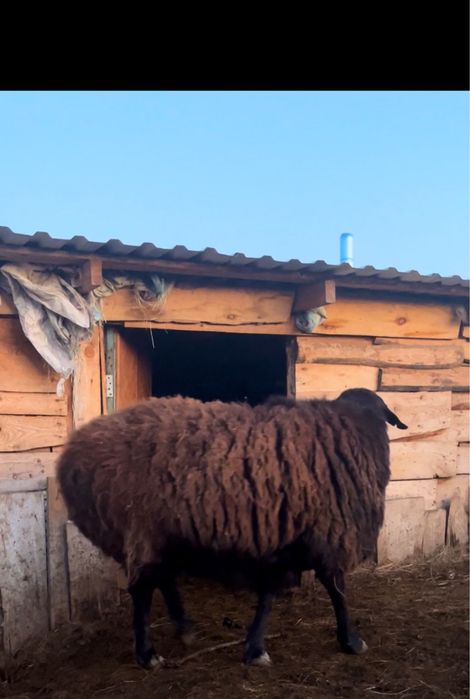 Продам кошкара Гисара на племя