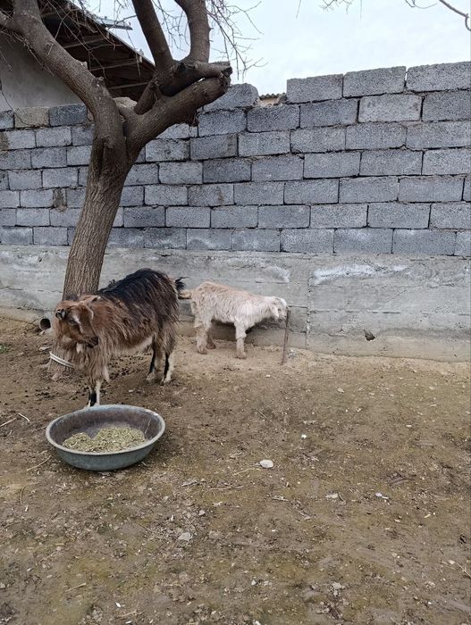 Alpen Zanem zotli echki