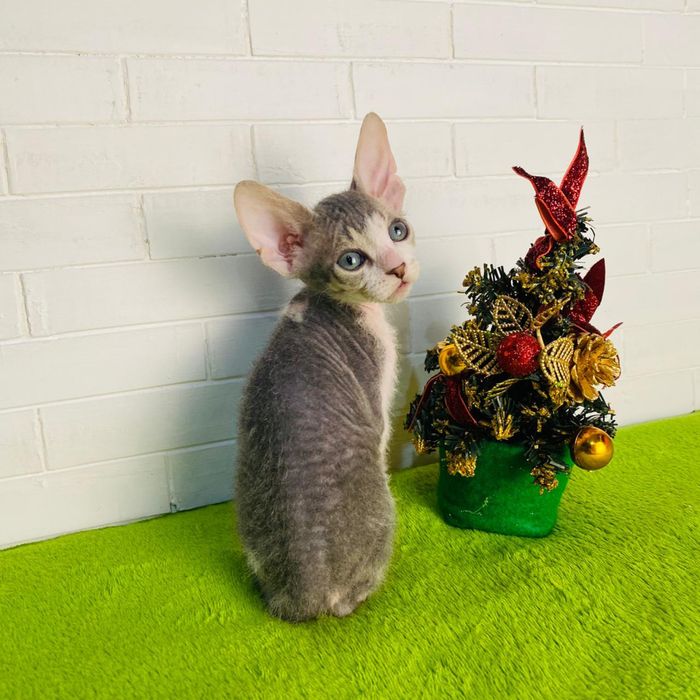 Мальчик донской сфинкс