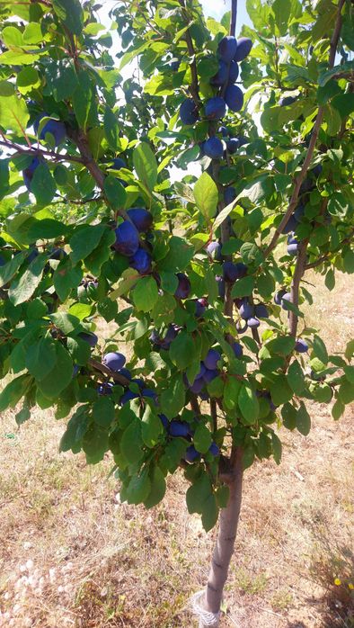 Vând Prune pentru țuică