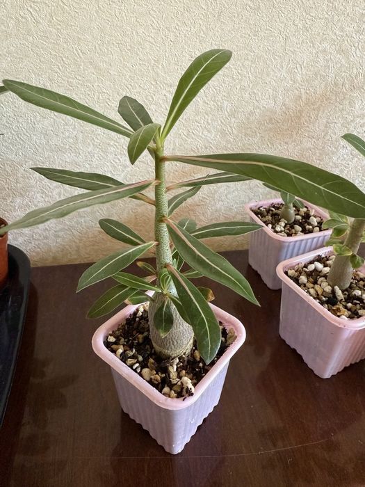 Продаю адениумы, сортовые сеянцы