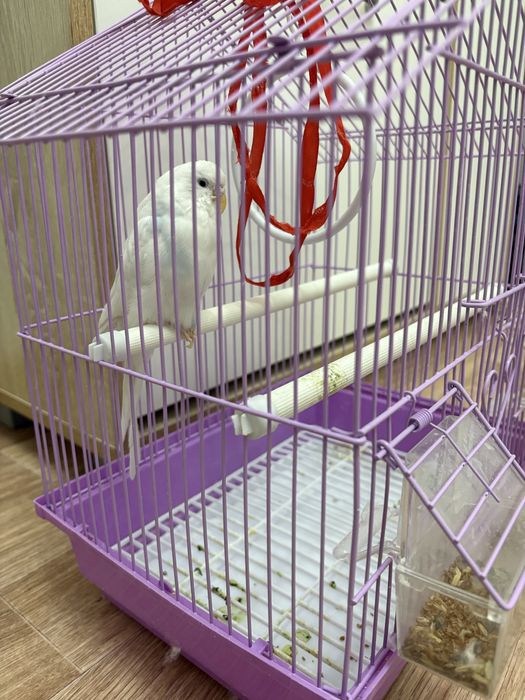 Продам Попугая добрым людям