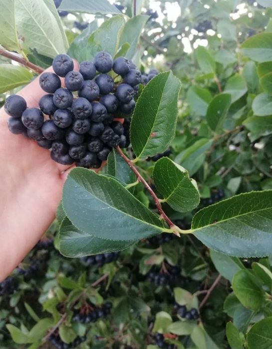 Aronia nero în vârstă de 3 ani