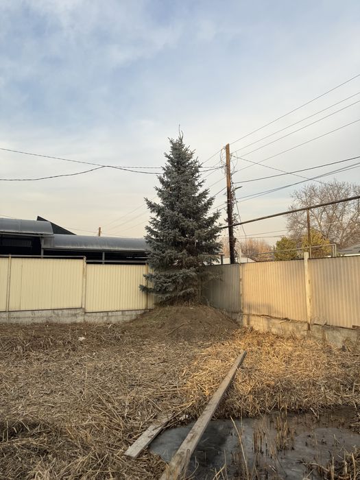 Голубая елка с шишками