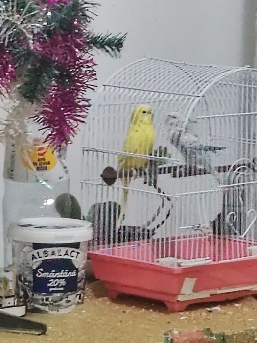 Perusi, papagali mici, se vinde.