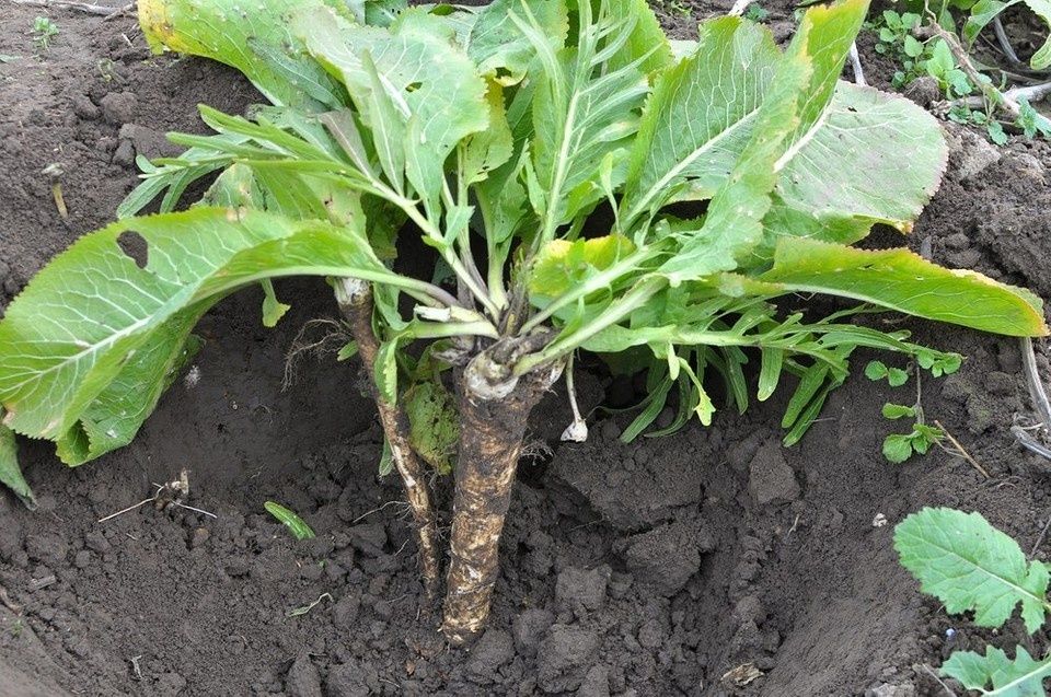 Корни и листья Хрена