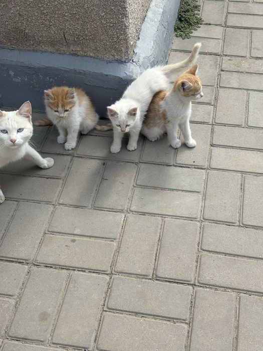 Отдам котят в добрые руки