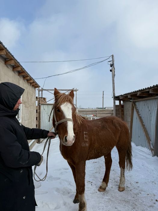 Продам Лошадь / Ат сатлады