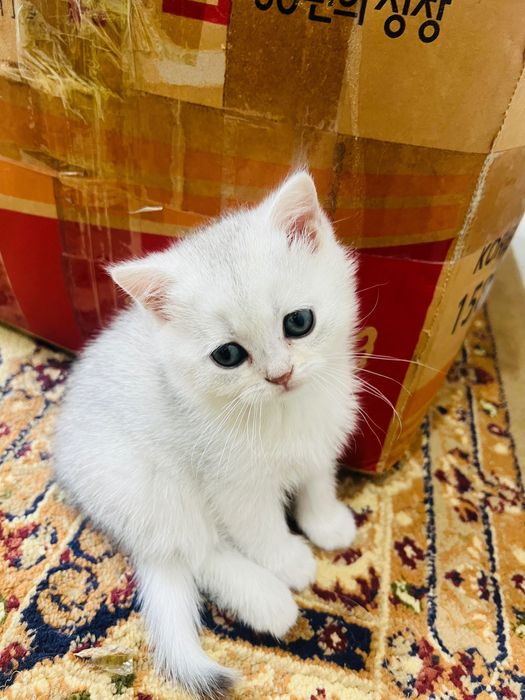Qiz bola mushukcha sotuvda