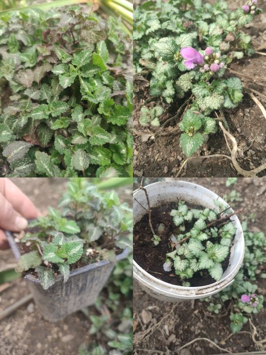 Растения для сада многолетние