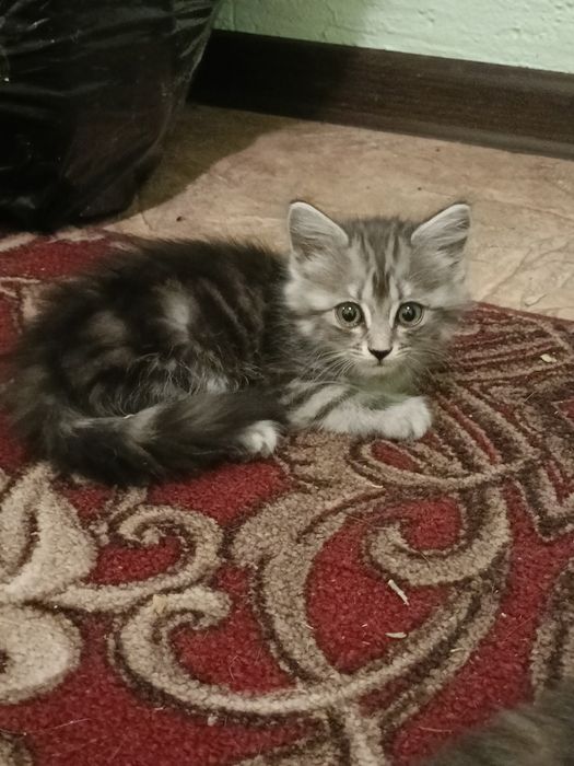 Котята в хорошие руки