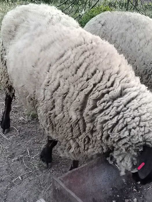 Vând berbec suffolk