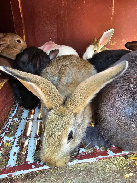 Iepurași de vanzare