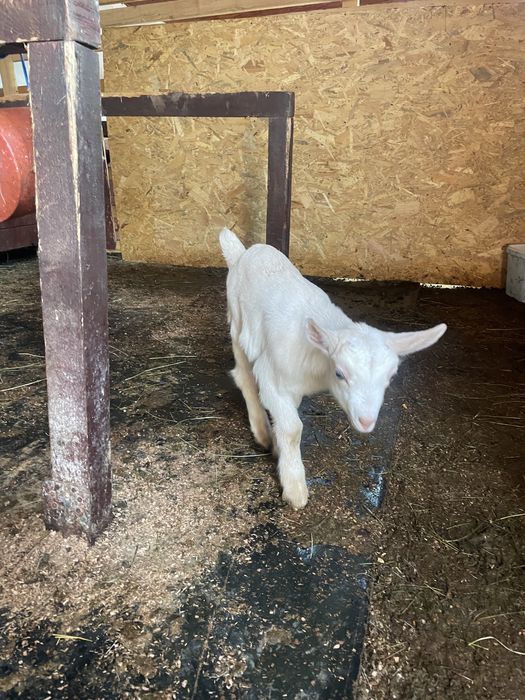 Țăpișor murciano granadina si unul saanen