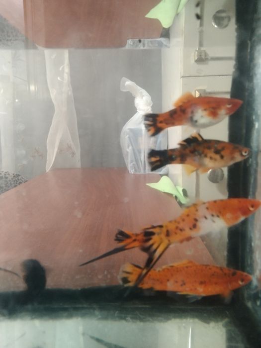 Ситцевые меченосцы