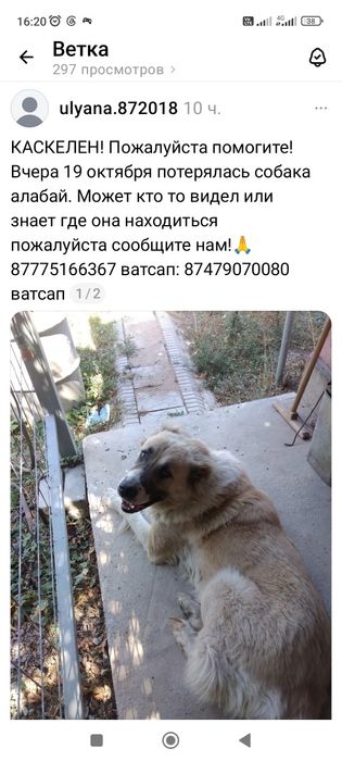 Потерялась собака!