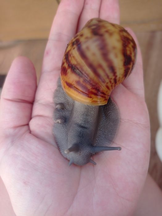 Овумы сильверы ( греи). Улитки